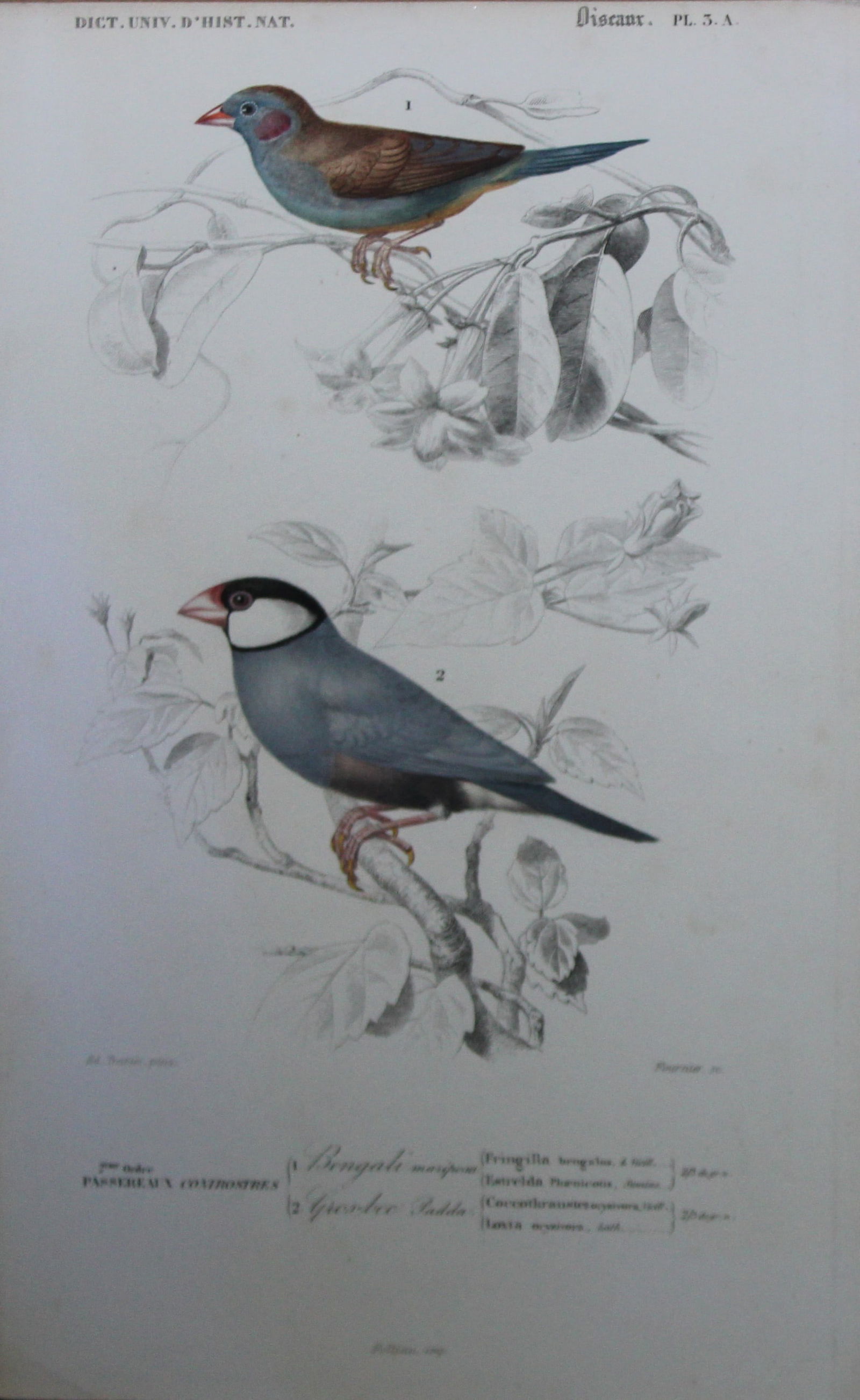 Edouard Travies - Finches from D'Orbigny's Dict. Univ. 1849 (1 of 1)