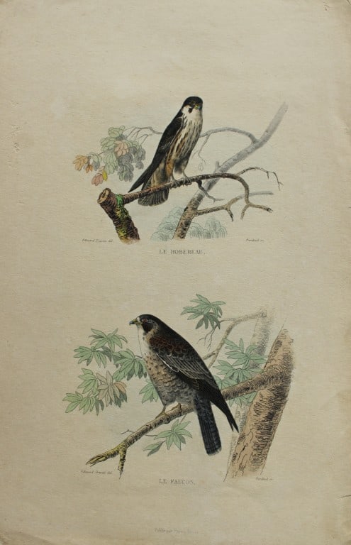 Edouard Travies - Falcons from Complete Works of Buffon 1839 (1 of 1)
