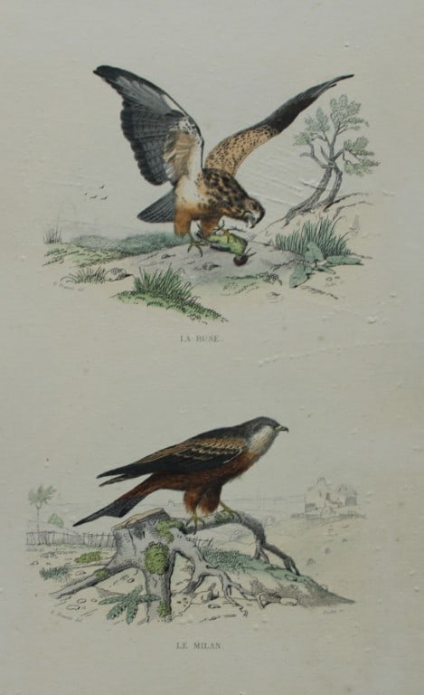 Edouard Travies - Black Kite and Buzzard from Complete Works of Buffon 1839: This original hand-coloured steel engraving is from The Complete Works of Buffon, with extracts from Daubenton, and the classification of Cuvier. Published by Furne et Cie, Paris 1839. The hand-colour