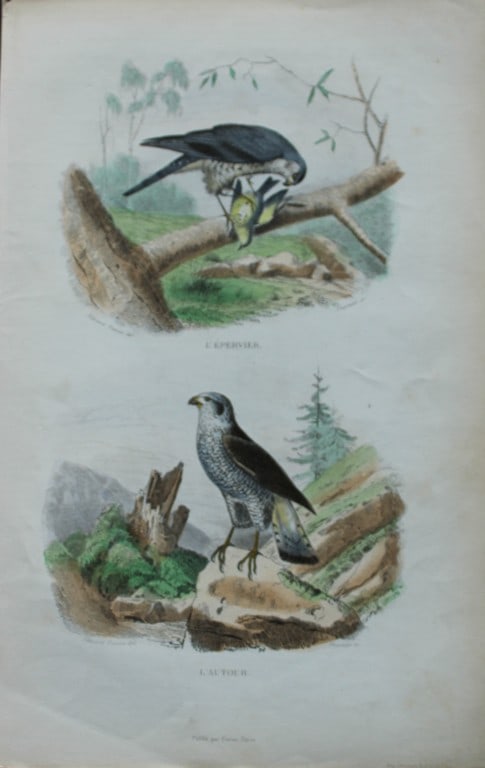 Edouard Travies - Sparrowhawk and Goshawk from Complete Works of Buffon 1839: This original hand-coloured steel engraving is from The Complete Works of Buffon, with extracts from Daubenton, and the classification of Cuvier. Published by Furne et Cie, Paris 1839. The hand-colour