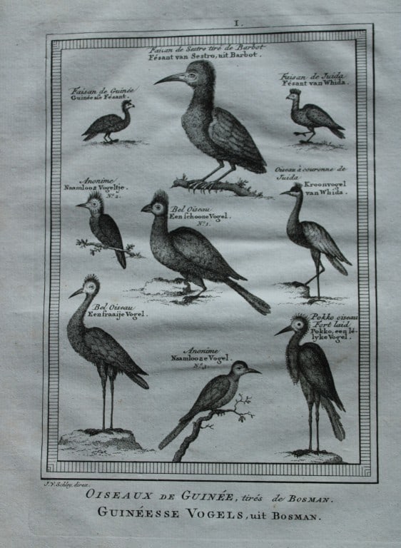 Jakob van der Schley - Birds of Guinea incl Cranes 1747 (1 of 1)