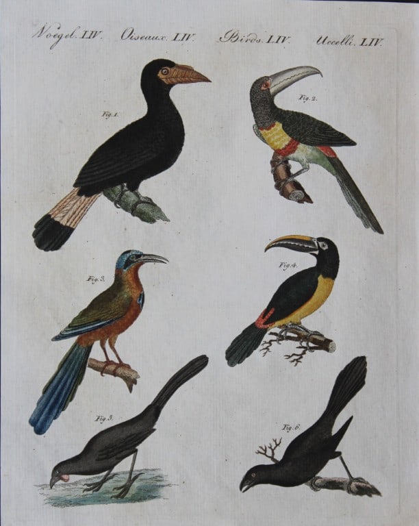 FJ Bertuch & Jakob X Schmuzer - Engraving of Toucans et al 1792: This original hand-coloured engraving is by Jakob X Schmuzer for FJ Bertuch's Bilderbuch fur Kinder, published in Weimar 1792-1810. Size: approx. 9in x 7in (22.5cm x 18cm)