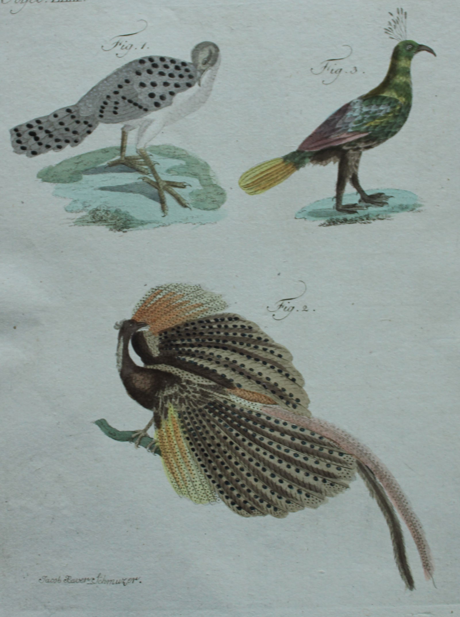 FJ Bertuch & Jakob X Schmuzer - Engraving of Peacock et al 1792: This original hand-coloured engraving is by Jakob X Schmuzer for FJ Bertuch's Bilderbuch fur Kinder, published in Weimar 1792-1810. Size: approx. 9in x 7in (22.5cm x 18cm)