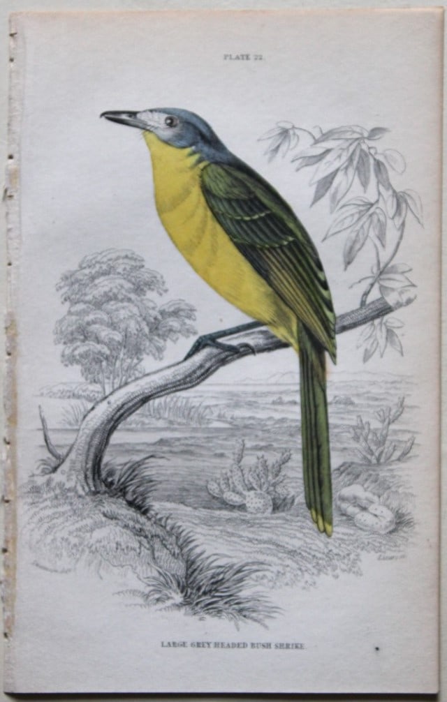 William Swainson - Bush Shrike from Jardine's Birds of Western Africa 1837: This hand-coloured engraving is from William Swainson's Birds of Western Africa from The Naturalist's Library series edited by Sir William Jardine, Bart. Published by WH Lizars of Edinburgh 1837. Size