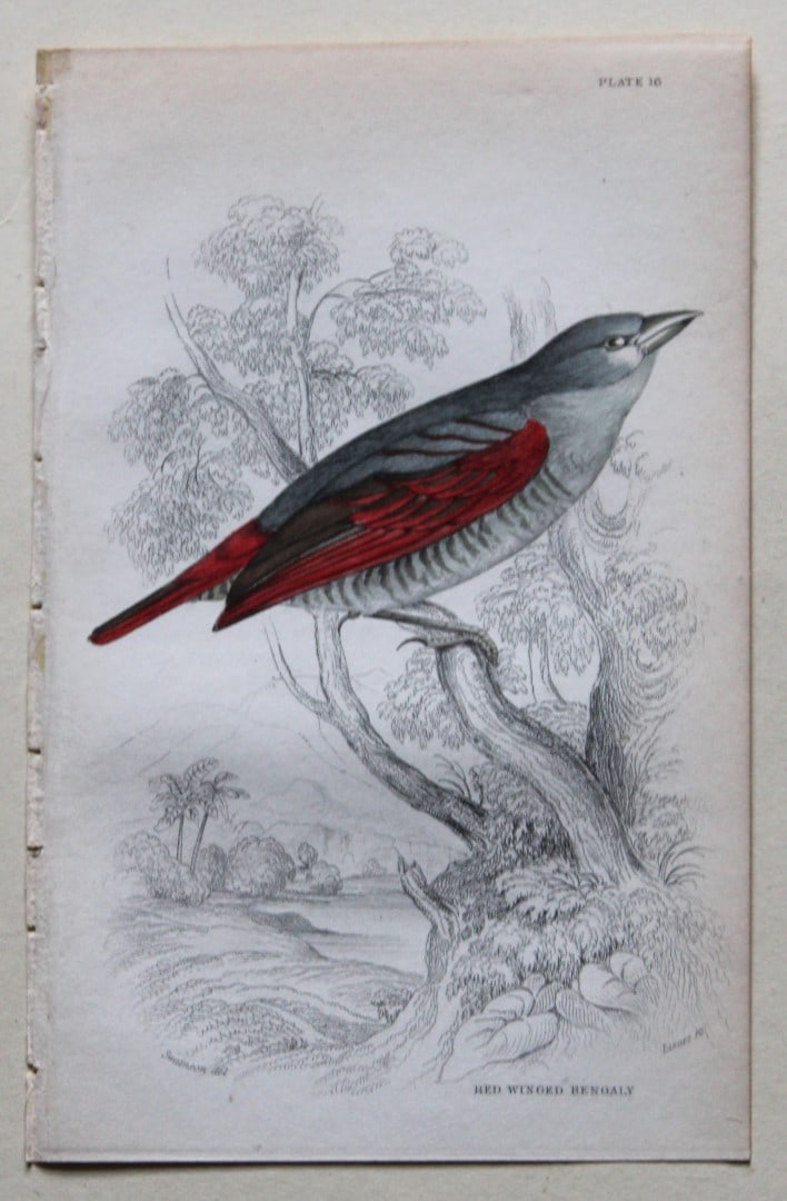 William Swainson - Red Winged Bengaly from Jardine's Birds of Western Africa 1837 (1 of 1)