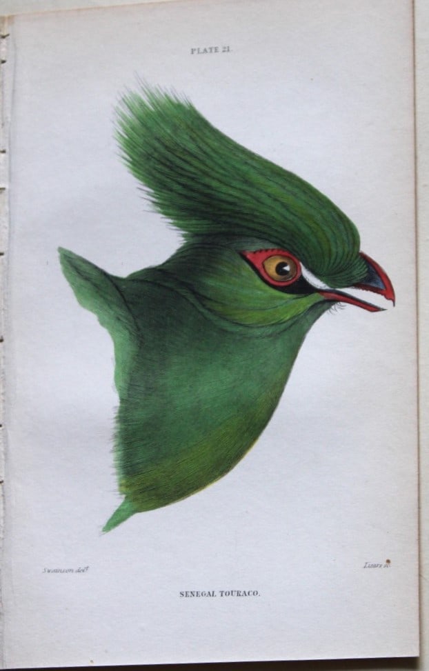 William Swainson - Senegal Touraco from Jardine's Birds of Western Africa 1837: This hand-coloured engraving is from William Swainson's Birds of Western Africa from The Naturalist's Library series edited by Sir William Jardine, Bart. Published by WH Lizars of Edinburgh 1837. Size