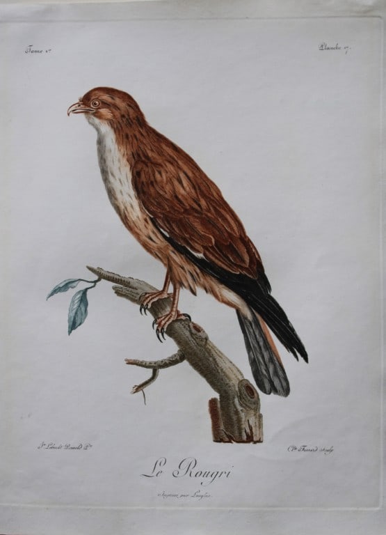 Levaillant - Rare engraving of Le Rougri (Falcon) by Lebrecht Reinold 1799 (1 of 4)
