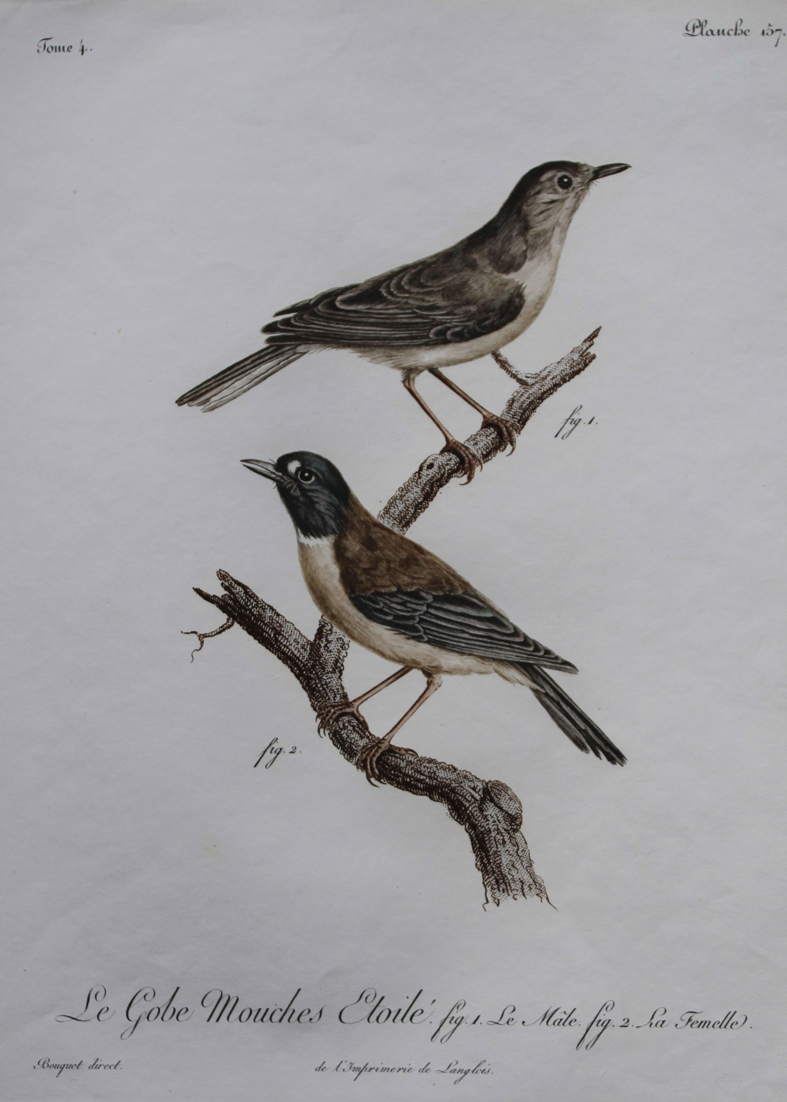 Levaillant - Rare engraving of Le Gobe Mouche (Flycatcher) by Lebrecht Reinold 1799 (1 of 3)