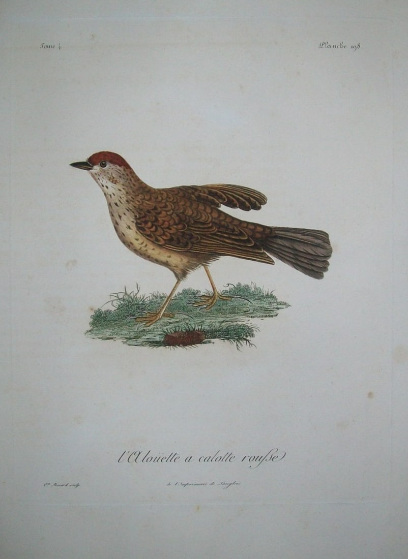 Levaillant - Rare engraving of L'Alouette (Lark) by Lebrecht Reinold 1799: This hand finished print of a Red-capped Lark is from the extraordinary work Histoire Naturelle des Oiseaux d'Afrique by Francois Levaillant. Paris 1799-1808.This is an original 18th century print on