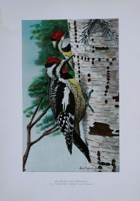 L Agassiz Fuertes - Chromolithograph of Yellow Bellied Woodpecker from Birds of New York 1903 (1 of 1)