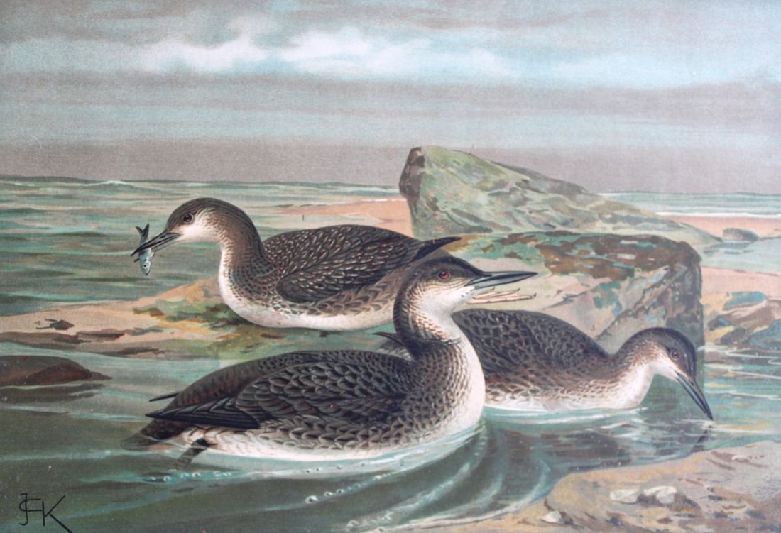 JG Keulemans & Naumann - Arctic Loons 1895 (1 of 1)