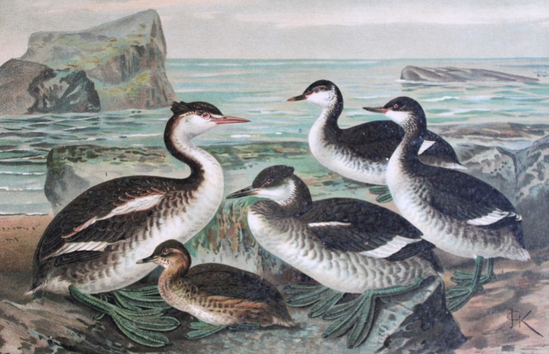 JG Keulemans & Naumann - Grebes 1895 (1 of 1)