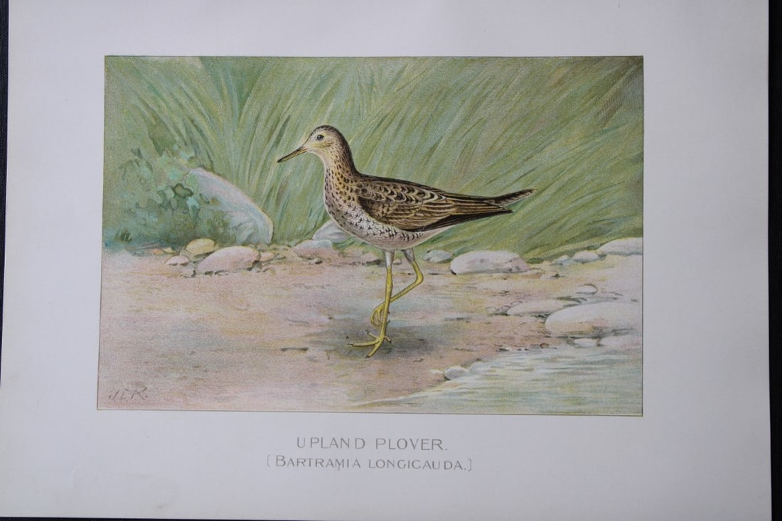 J Ridgway - Upland Plover from New York State Commission 1902: This original antique chromolithograph is by John L. Ridgway for The Forest, Fish and Game Commission, Albany, New York in 1902 Size: approximately 9.5in x 12in