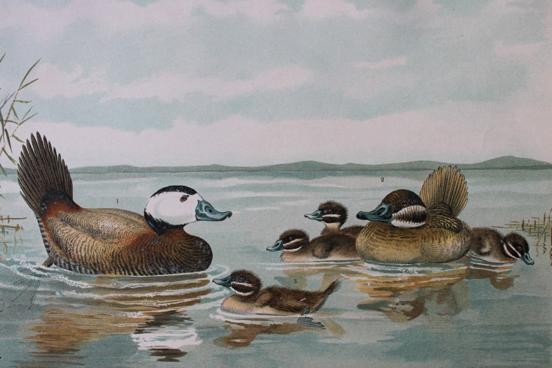 Kleinschmidt & Naumann - White-headed Duck 1895 (1 of 1)