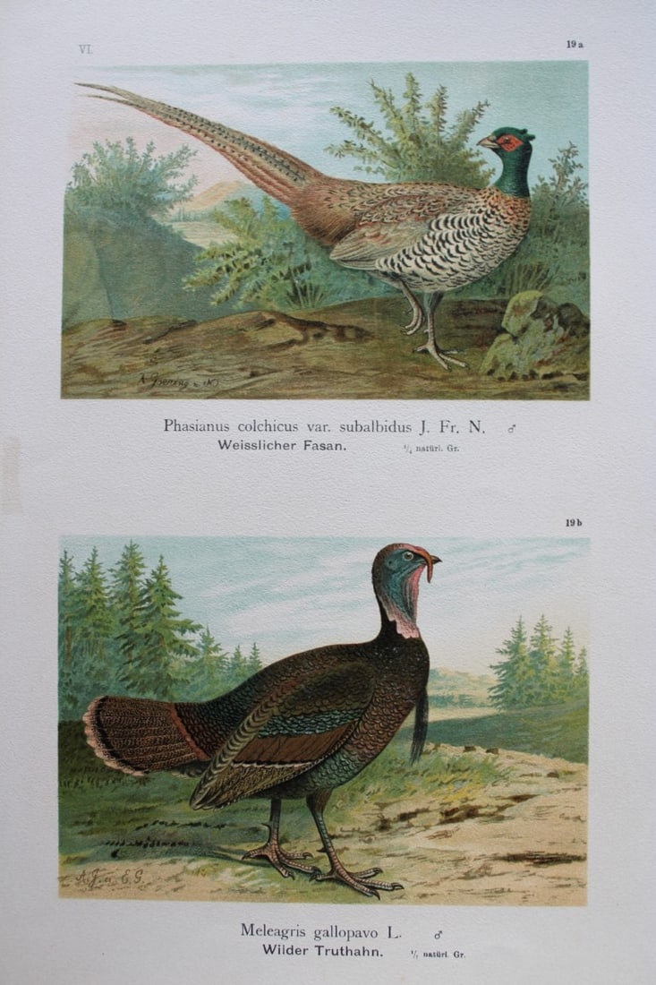 A Goering & Naumann - Pheasant and Wild Turkey 1895 (1 of 1)