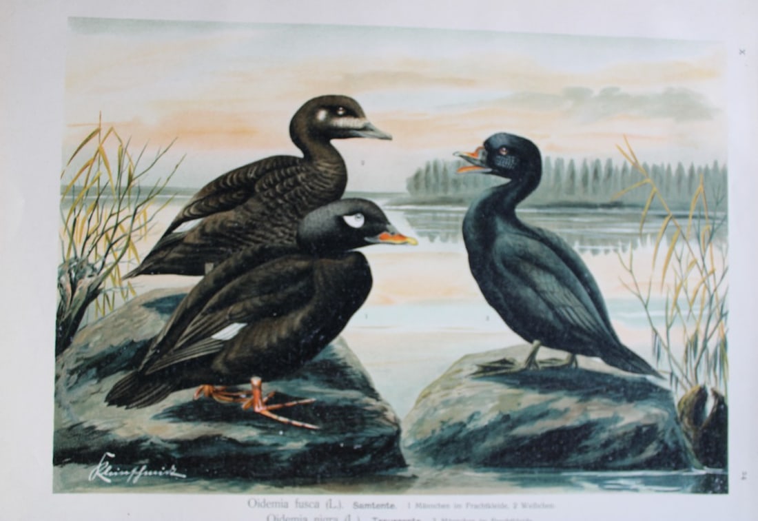 Naumann - Black and Velvet Scoters 1895 (1 of 1)