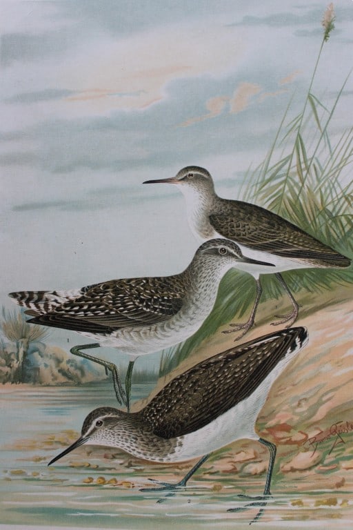 Bruno Geisler & Naumann - Sandpipers 1895 (1 of 1)