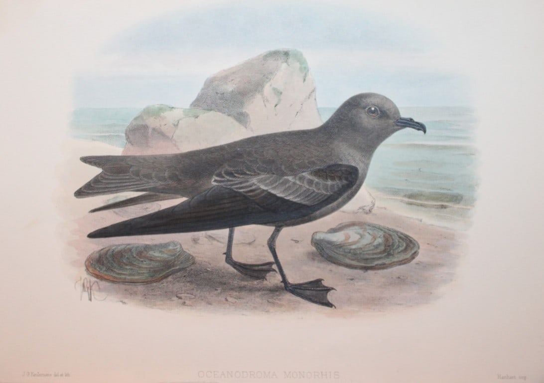 GD Rowley - Swinhoe's Storm Petrel by JG Keulemans 1877 (1 of 1)