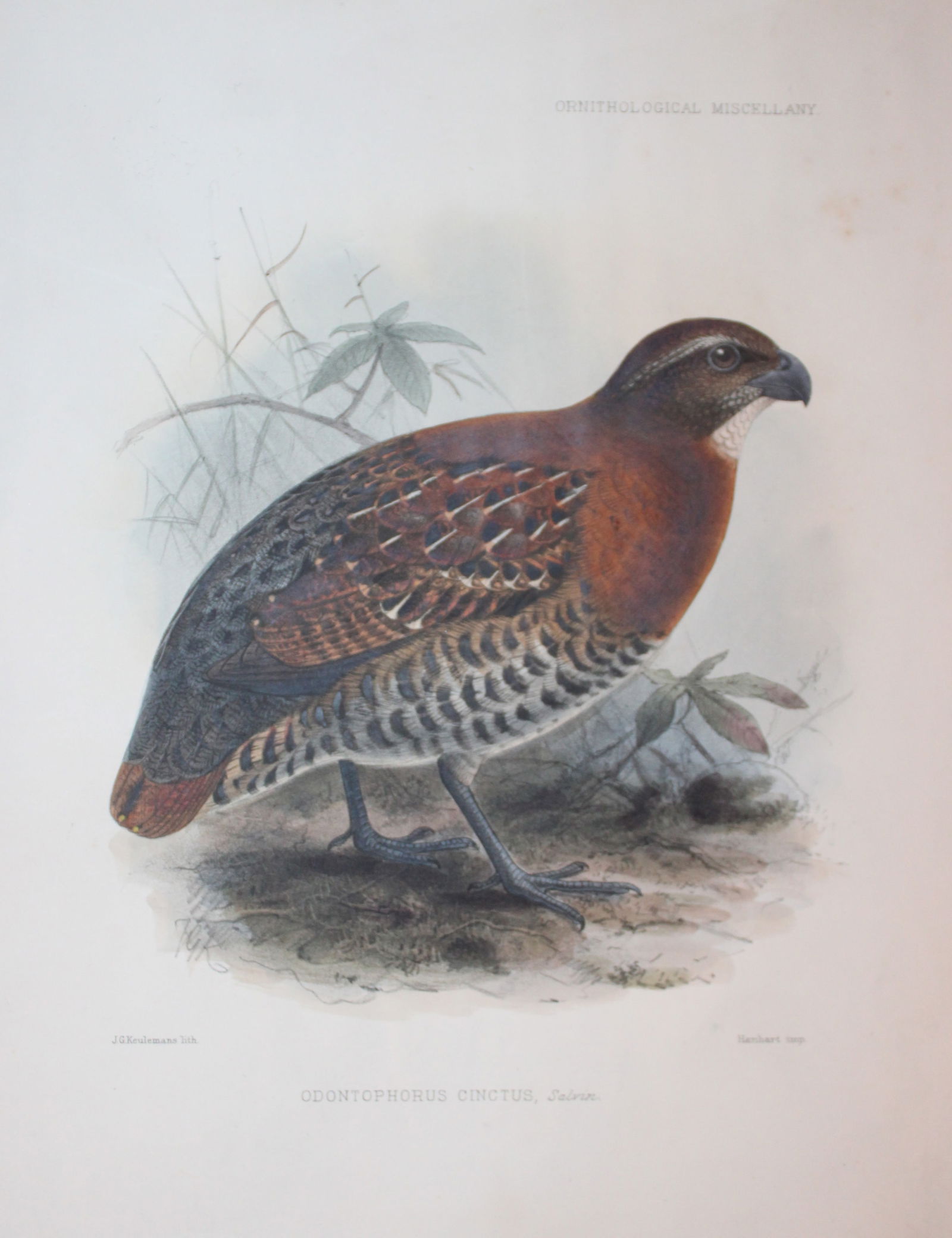 GD Rowley - Tawny-faced Quail by JG Keulemans 1877 (1 of 1)