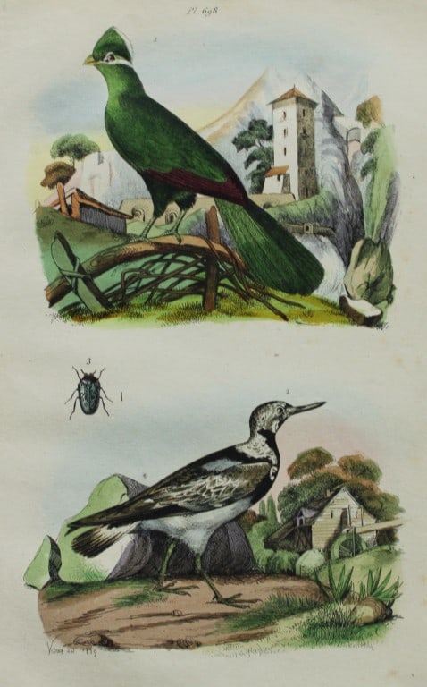 FE Guerin-Meneville - Antique print of Touraco and Stonecutter 1838: This engraving is from Dictionnaire Pittoresque d?Histoire Naturelle Et Des Phenomenes De La Nature, by Felix Edward Guerin-Meneville, published in Paris 1836-1839. Size: 6in x 9.5in. (24cm x 15.5cm)