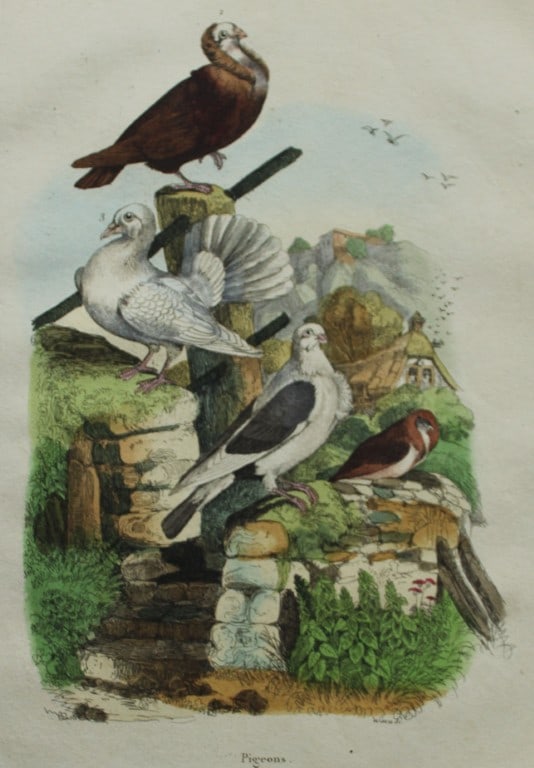 FE Guerin-Meneville - Antique print of Pigeons 1838 (1 of 1)