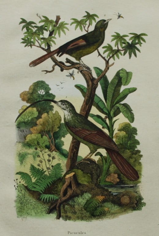 FE Guerin-Meneville - Antique print of Picucules 1838 (1 of 1)