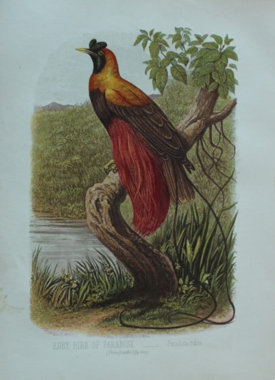 Thomas Rymer Jones - Ruby Bird of Paradise 1869 (1 of 1)