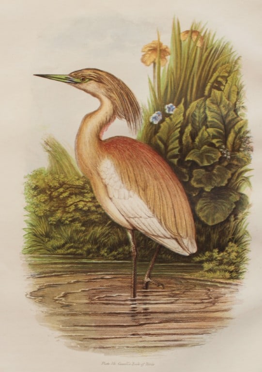 Thomas Rymer Jones - Squacco Heron 1869 (1 of 1)