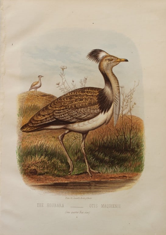Thomas Rymer Jones - Houbara 1869 (1 of 1)