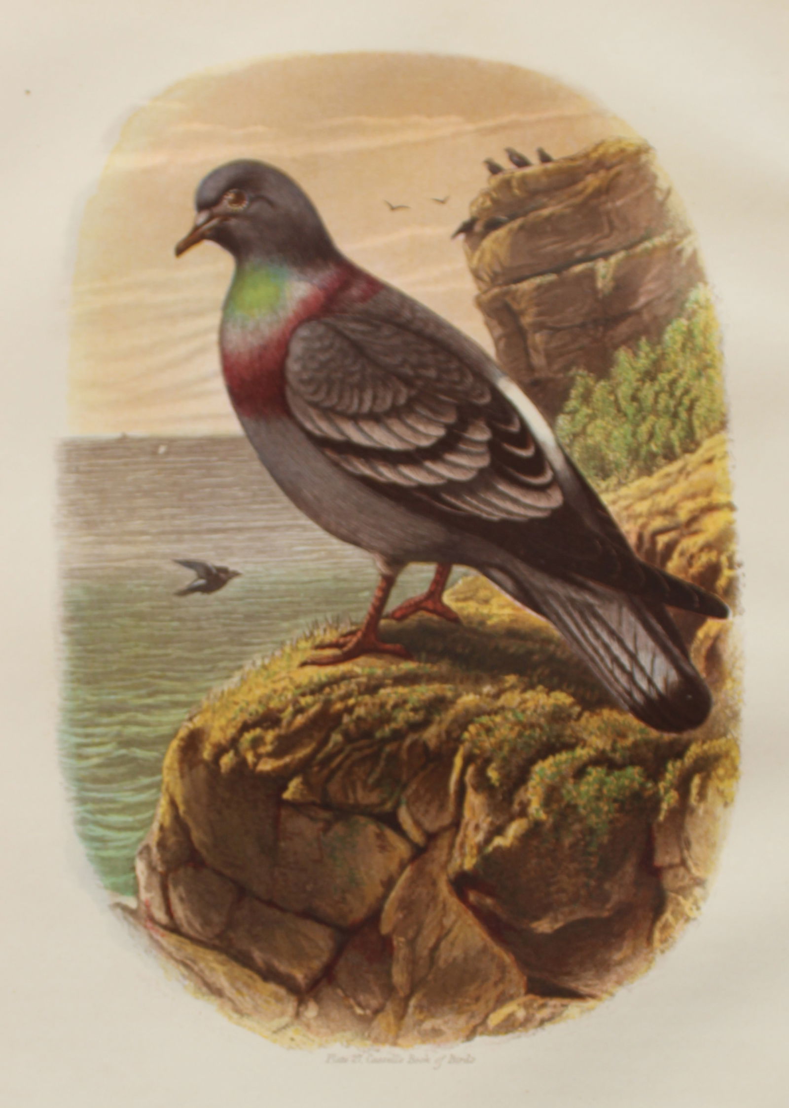 Thomas Rymer Jones - Rock Pigeon 1869 (1 of 1)