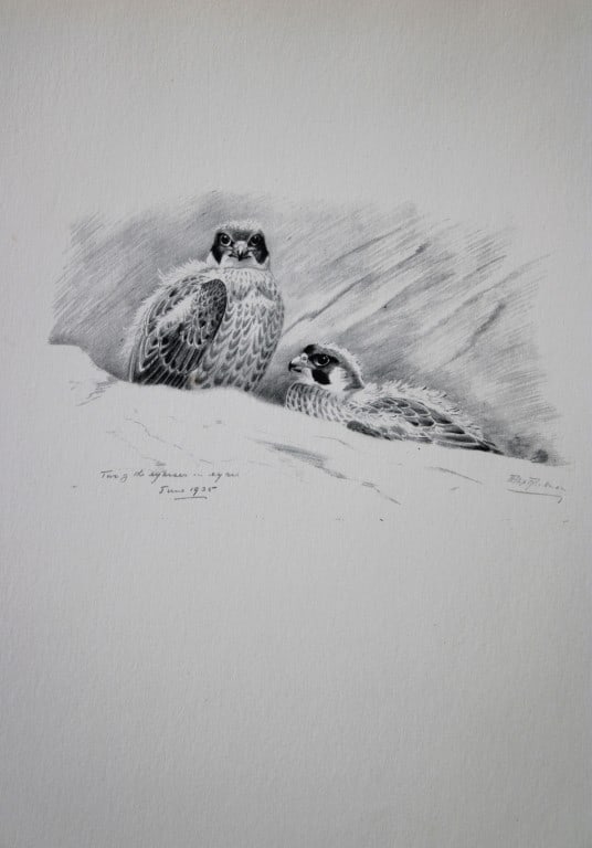 Philip Rickman - Print of pencil drawings of Eyass Peregrines 1938: This print of a pencil drawing and sketch by the artist is from Birds Sketches and Some Field Observations, Illustrated by Philip Rickman, Published by Eyre and Spottiswoode. 1938 Philip Rickman's bea