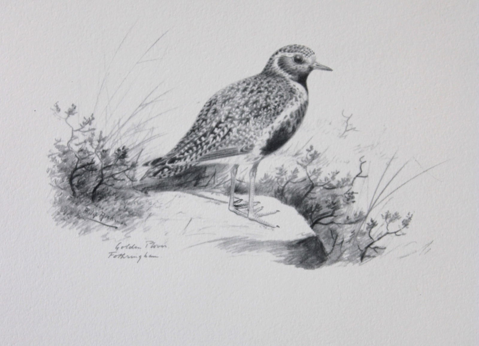 Philip Rickman - Print of pencil drawings of Golden Plover 1938: This print of a pencil drawing and sketch by the artist is from Birds Sketches and Some Field Observations, Illustrated by Philip Rickman, Published by Eyre and Spottiswoode. 1938 Philip Rickman's bea