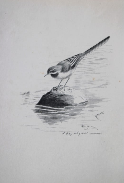 Philip Rickman - Print of pencil drawings of Grey Wagtail 1938: This print of a pencil drawing and sketch by the artist is from Birds Sketches and Some Field Observations, Illustrated by Philip Rickman, Published by Eyre and Spottiswoode. 1938 Philip Rickman's bea