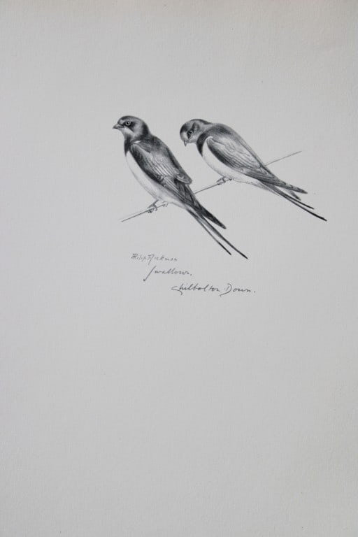 Philip Rickman - Print of pencil drawings of Swallows 1938: This print of a pencil drawing and sketch by the artist is from Birds Sketches and Some Field Observations, Illustrated by Philip Rickman, Published by Eyre and Spottiswoode. 1938 Philip Rickman's bea