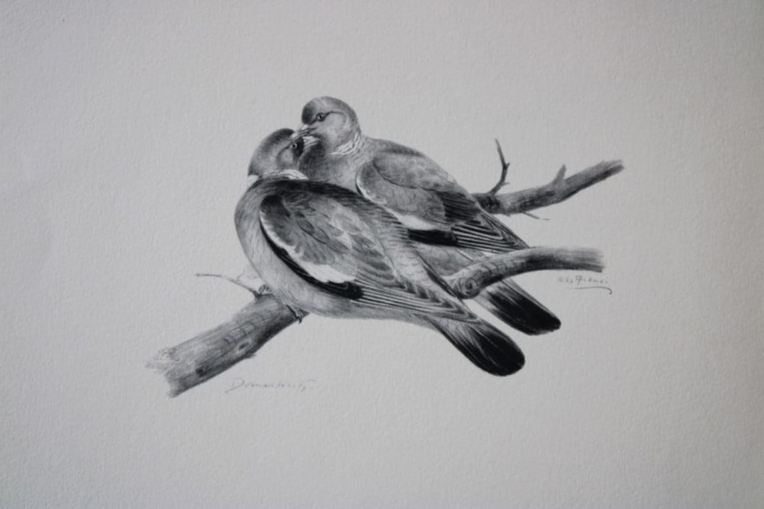 Philip Rickman - Print of pencil drawings of Wood Pigeon 1938 (1 of 1)