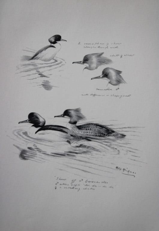 Philip Rickman - Print of pencil drawings of Goosanders 1938 (1 of 1)