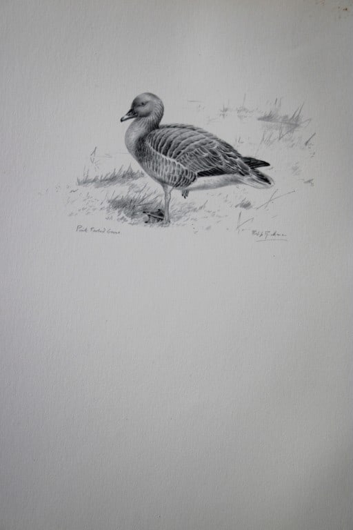 Philip Rickman - Print of pencil drawings of Pink Footed Goose 1938 (1 of 1)