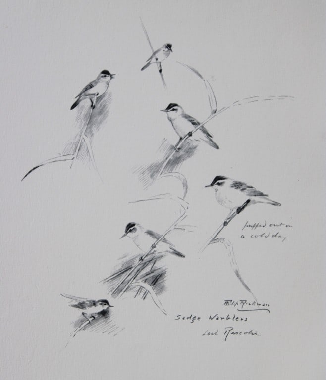Philip Rickman - Print of pencil drawings of Sedge Warblers 1938: This print of a pencil drawing and sketch by the artist is from Birds Sketches and Some Field Observations, Illustrated by Philip Rickman, Published by Eyre and Spottiswoode. 1938 Philip Rickman's bea