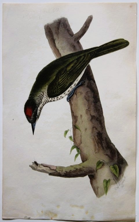 William Swainson - Rare engraving of Crested Sharpbill 1820 (1 of 2)