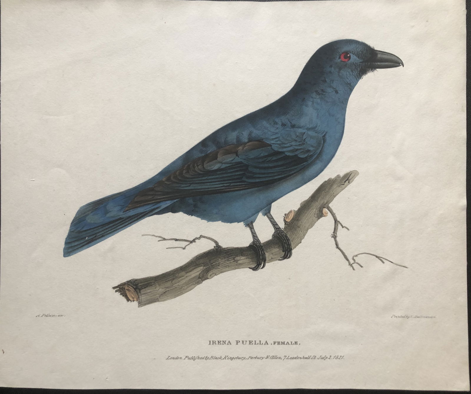 A Pelletier - Rare engraving of the Asian Fairy Bluebird 1824: This hand-coloured engraving of the Irena Puella - Asian Fairy Bluebird is from Zoological Researches in Java and the Neighbouring Islands by Thomas Horsfield. Published by Kingsbury, Parbury & Allen,