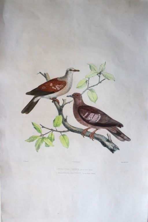 F Willy - Iconographie des Pigeons engraving 1857 (1 of 1)