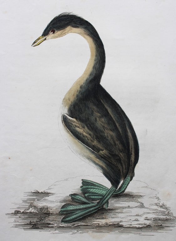 Jardine & Selby - Engraving of Hoary Headed Grebe from Illustrations of Ornithology 1826-43 (1 of 1)