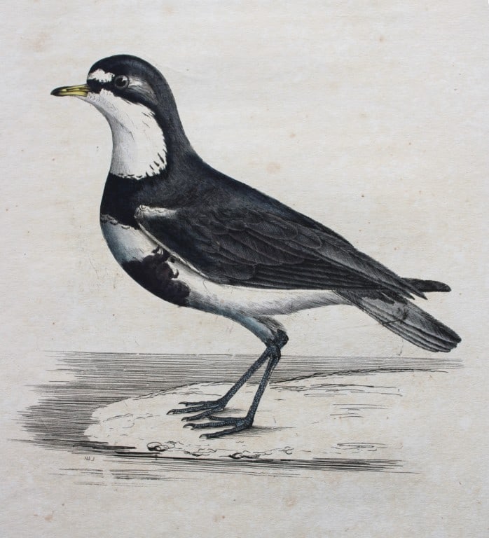 Jardine & Selby - Engraving of Chesnut-breasted Dottrel from Illustrations of Ornithology 1826-43: This engraving is from Illustrations of Ornithology by Sir William Jardine and Prideaux John Selby. Published by WH Lizars, Edinburgh between 1826-1843.The splendid hand-coloured engravings in this wo