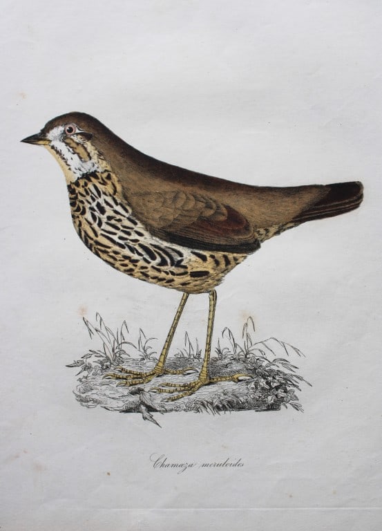 Jardine & Selby - Engraving of Short-tailed Antthrush from Illustrations of Ornithology 1826-43 (1 of 1)