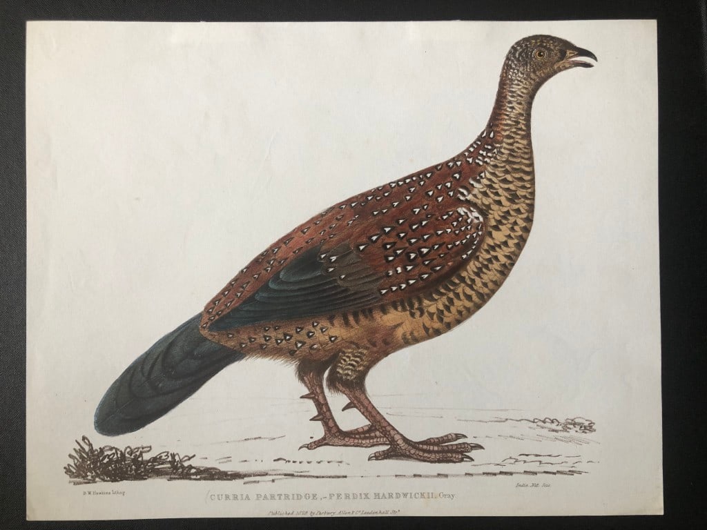 Benjamin Hawkins - Plate 52 Curria Partridge from Indian Zoology 1830 (1 of 1)