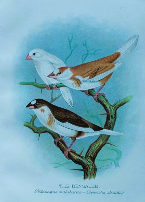 FW Frohawk - Antique print of foreign finches 1899: This chromolithographic plate was drawn by Frederick W Frohawk and is from Foreign Finches in Captivity by Arthur G Butler, published by Brumby and Clarke Ltd, 1899. Size: 10.5in x 7in (27cm x 18cm)