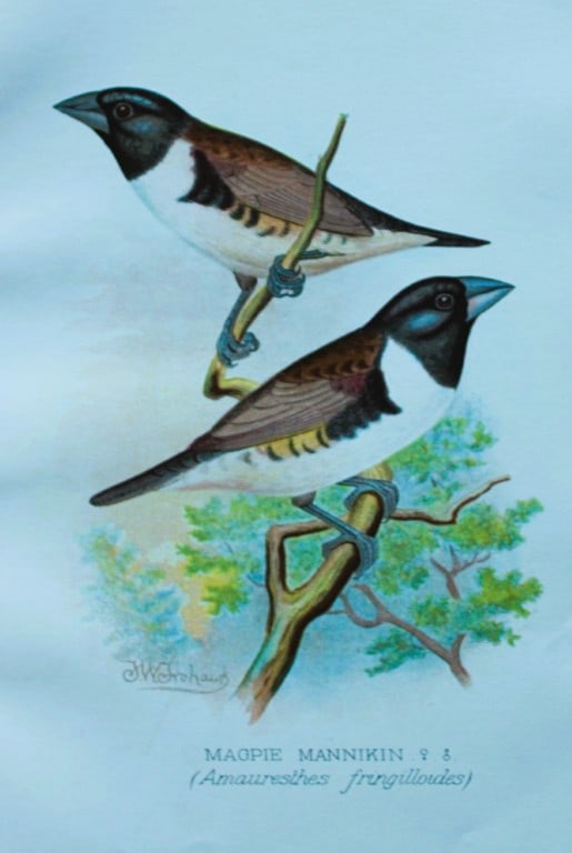 FW Frohawk - Antique print of foreign finches 1899: This chromolithographic plate was drawn by Frederick W Frohawk and is from Foreign Finches in Captivity by Arthur G Butler, published by Brumby and Clarke Ltd, 1899. Size: 10.5in x 7in (27cm x 18cm)