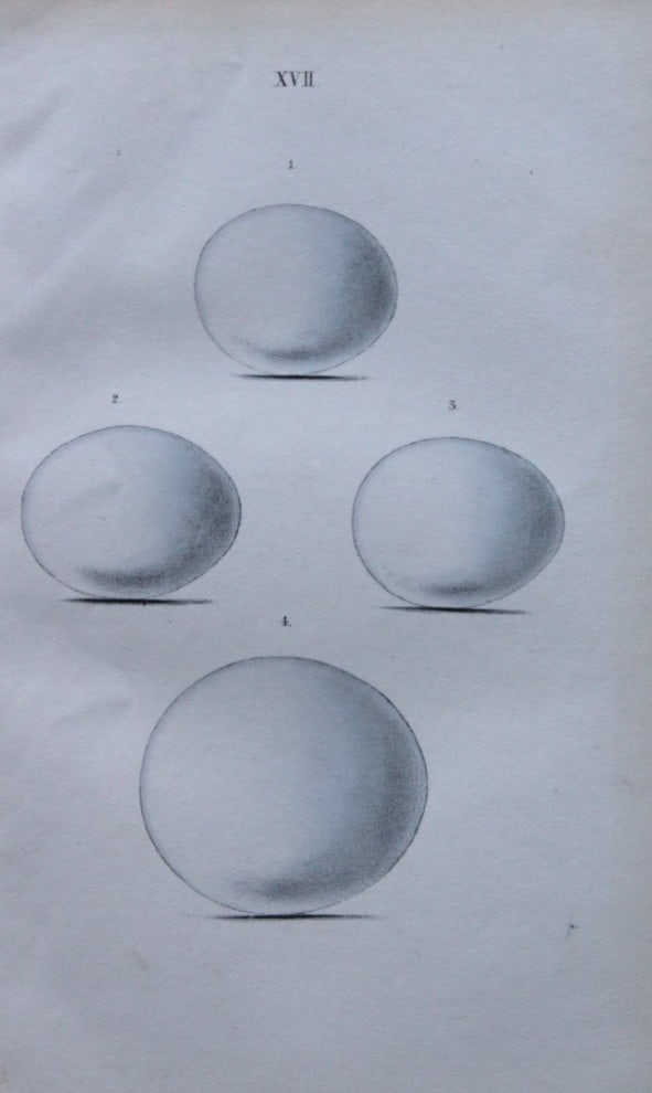 W Hewitson - Hand coloured engraving of Long Eared Owl, Short Eared Owl, Barn Owl & Eagle Owl eggs (1 of 1)