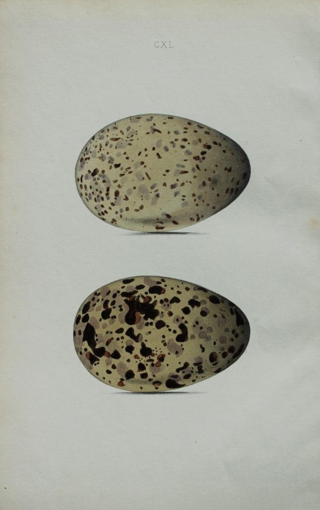 W Hewitson - Hand coloured engraving of Herring Gull and Buffon's Skua eggs 1856: This hand-coloured engraving of bird eggs is from the Coloured Illustrations of the Eggs of British Birds accompanied with descriptions of the Eggs and Nests by William C Hewitson, published by Jan Va