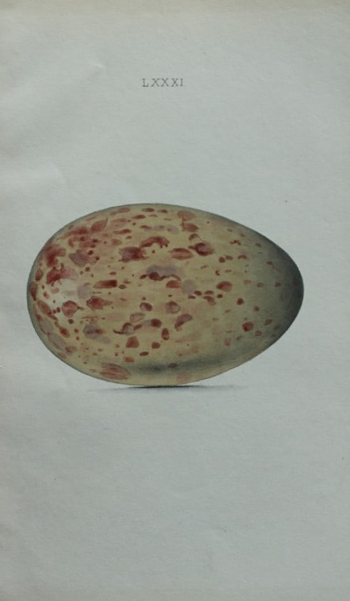 W Hewitson - Hand coloured engraving of Crane egg 1856: This hand-coloured engraving of bird eggs is from the Coloured Illustrations of the Eggs of British Birds accompanied with descriptions of the Eggs and Nests by William C Hewitson, published by Jan Va